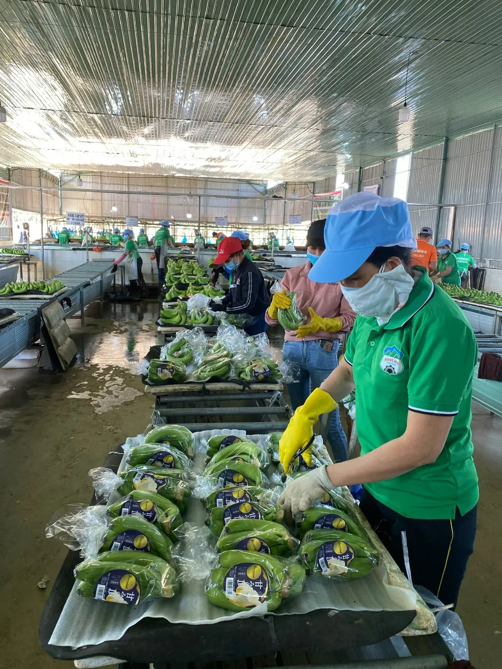 Hoàng Anh Gia Lai đầu tư hơn 1.850 tỷ đồng trồng cây ăn quả kết hợp nuôi heo ảnh 2 Hoàng Anh Gia Lai đầu tư hơn 1.850 tỷ đồng trồng cây ăn quả kết hợp nuôi heo ảnh 2