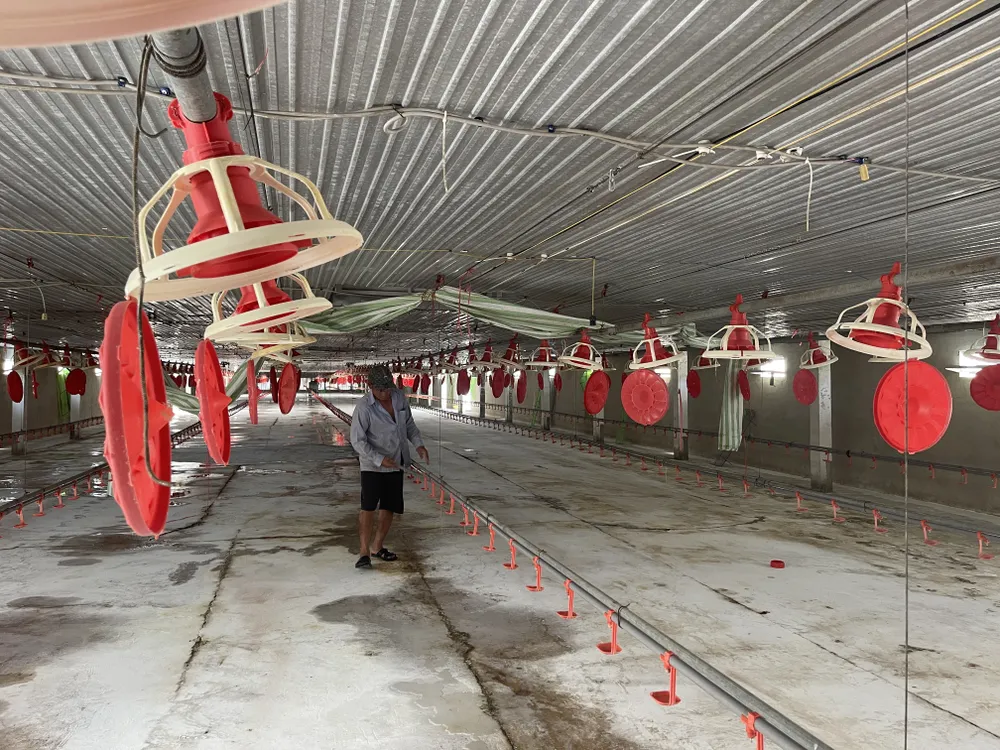 Trại gà của ông Nguyễn Văn Ngọc phải &quot;treo&quot; chuồng hơn 1 tháng nay