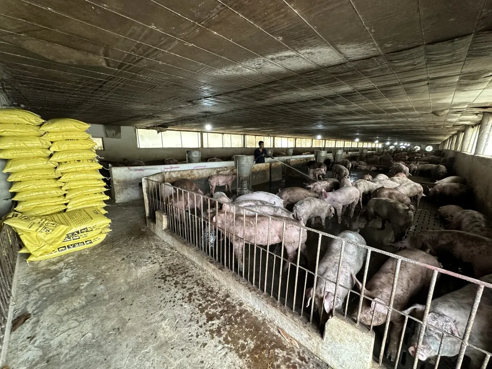 Trại heo Hoa Phượng đã giảm đàn hơn 30%