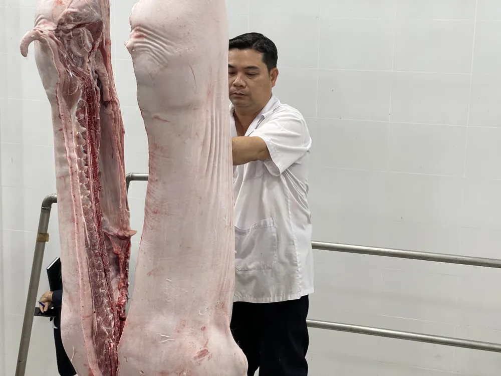 Nhân viên thú y đang kiểm tra, đóng mộc trước khi đưa thịt heo ra thị trường