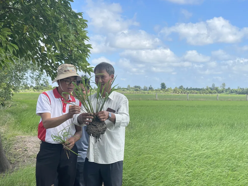 Tham quan ruộng lúa tại Đồng Tháp đang thực hiện dự án “Thiết lập chuỗi giá trị gạo bền vững cho nông hộ nhỏ ở ĐBSCL giai đoạn 2022-2025" Tham quan ruộng lúa tại Đồng Tháp đang thực hiện dự án “Thiết lập chuỗi giá trị gạo bền vững cho nông hộ nhỏ ở ĐBSCL giai đoạn 2022-2025"