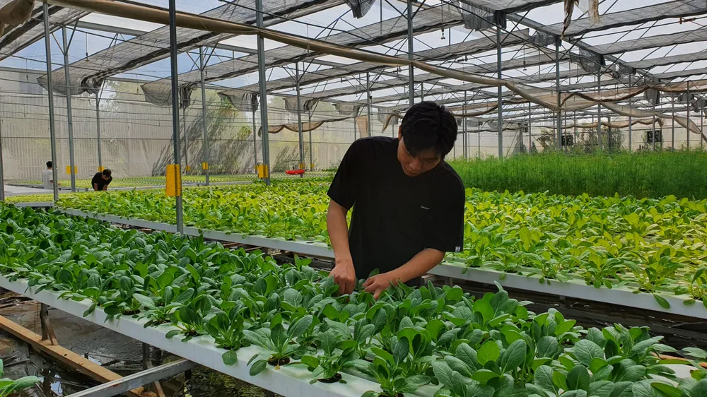 Thuốc BVTV sinh học có giá thành cao hơn thuốc BVTV hoá học Thuốc BVTV sinh học có giá thành cao hơn thuốc BVTV hoá học