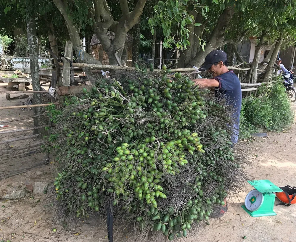 Cau trúng mùa, được giá ảnh 1 Cau trúng mùa, được giá ảnh 1