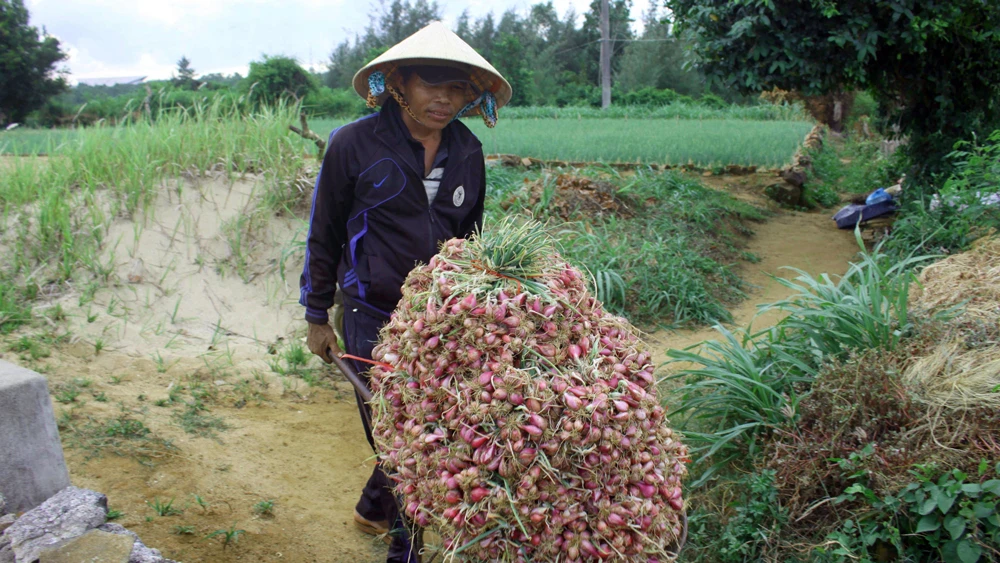 Nông dân xã Bình Hải được mùa hành tím