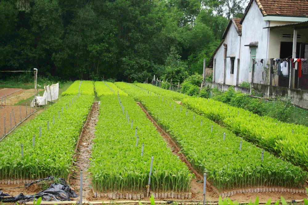 Trời mưa liên tiếp, người dân Quảng Ngãi đổ xô trồng cây keo ảnh 2 Trời mưa liên tiếp, người dân Quảng Ngãi đổ xô trồng cây keo ảnh 2
