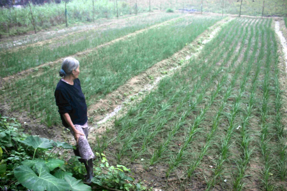 Người trồng kiệu ở Quảng Ngãi lo lắng mất tết ảnh 1 Người trồng kiệu ở Quảng Ngãi lo lắng mất tết ảnh 1