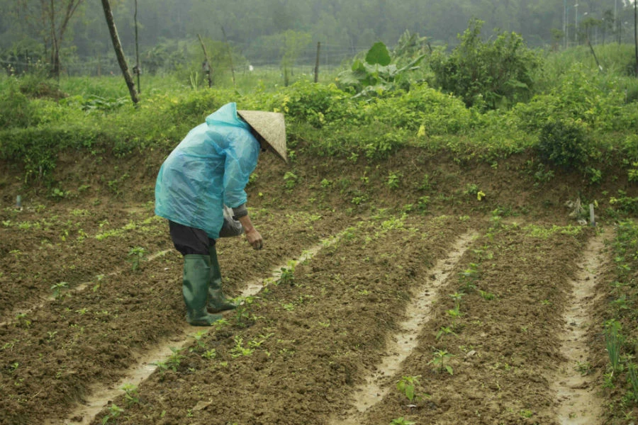 nông dân gặp khó vì trời lạnh kéo dài