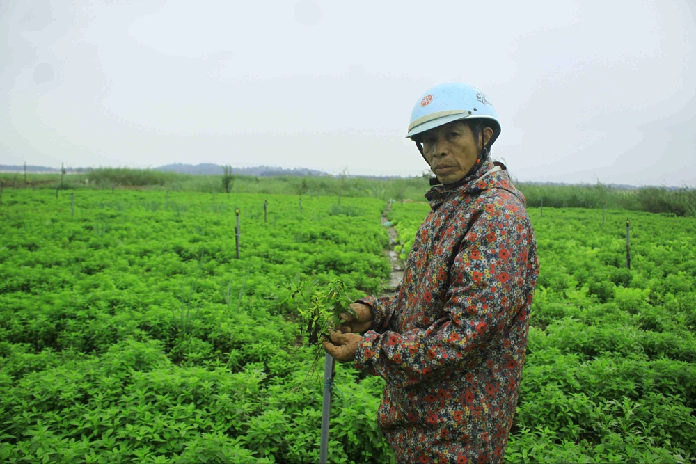 Quảng Ngãi: Rau màu không “chịu lớn” vì lạnh kéo dài ảnh 5 Quảng Ngãi: Rau màu không “chịu lớn” vì lạnh kéo dài ảnh 5
