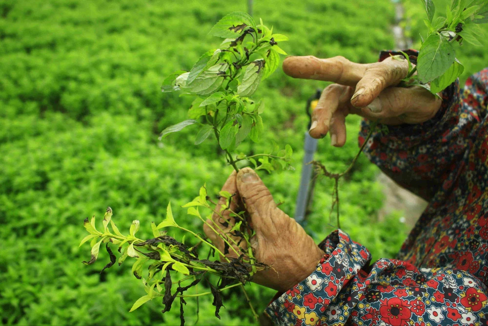 Quảng Ngãi: Rau màu không “chịu lớn” vì lạnh kéo dài ảnh 4 Quảng Ngãi: Rau màu không “chịu lớn” vì lạnh kéo dài ảnh 4