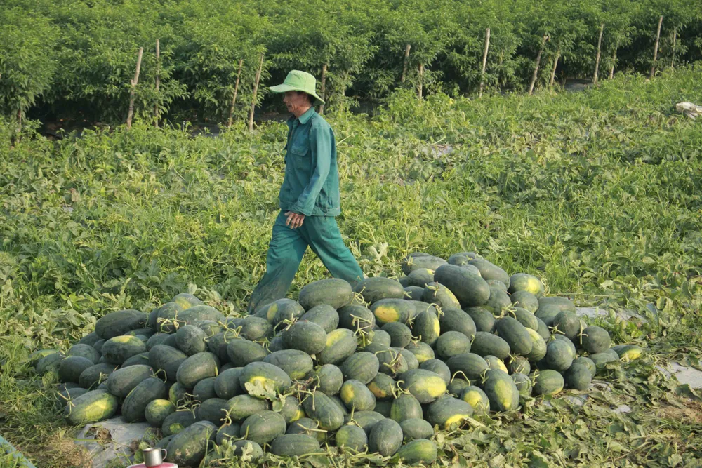 Quảng Ngãi: Dưa hấu được mùa, trúng giá ảnh 1 Quảng Ngãi: Dưa hấu được mùa, trúng giá ảnh 1