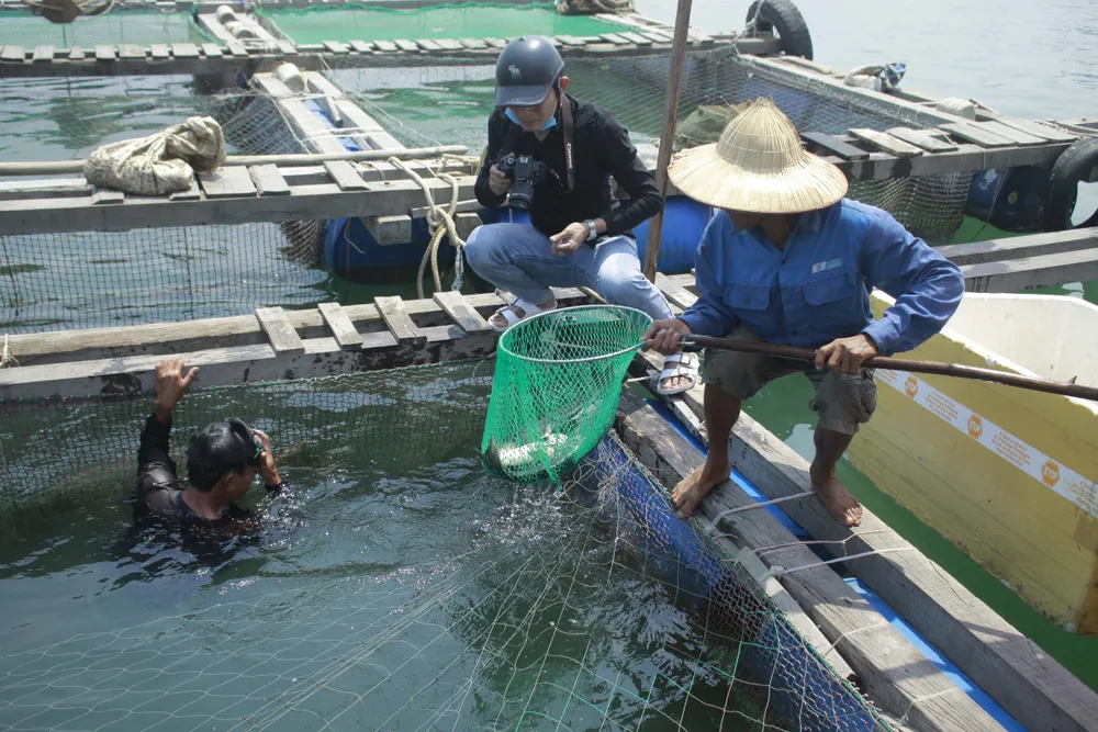Cá nuôi lồng bè chết hàng loạt, người nuôi bán tháo giá rẻ ảnh 7  Cá nuôi lồng bè chết hàng loạt, người nuôi bán tháo giá rẻ ảnh 7