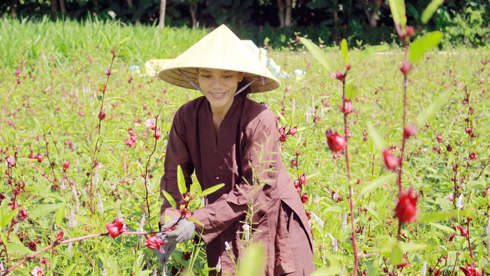 Chị Hà trong vườn Atiso đỏ đang kết quả. Ảnh: NGUYỄN TRANG