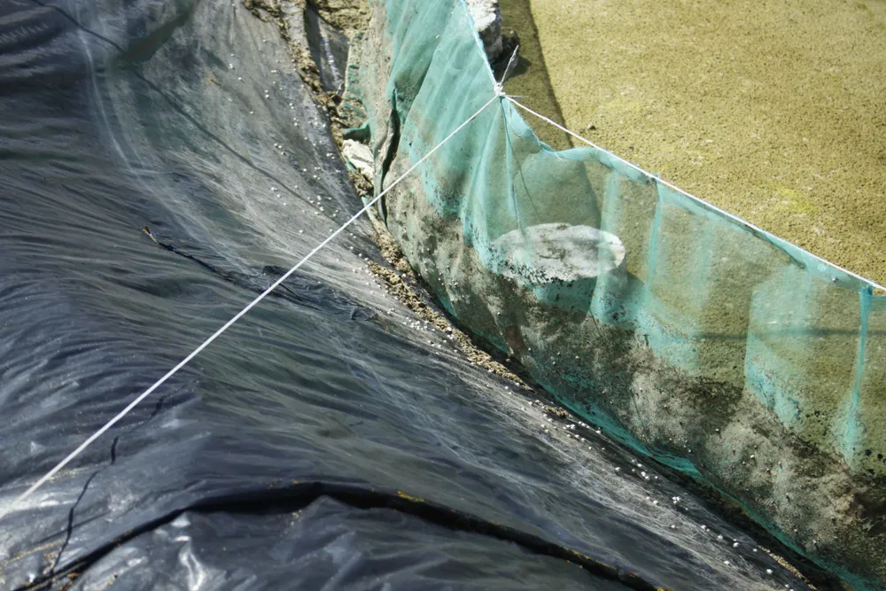 2,8ha ốc hương chết, hộ nuôi trắng tay ảnh 2