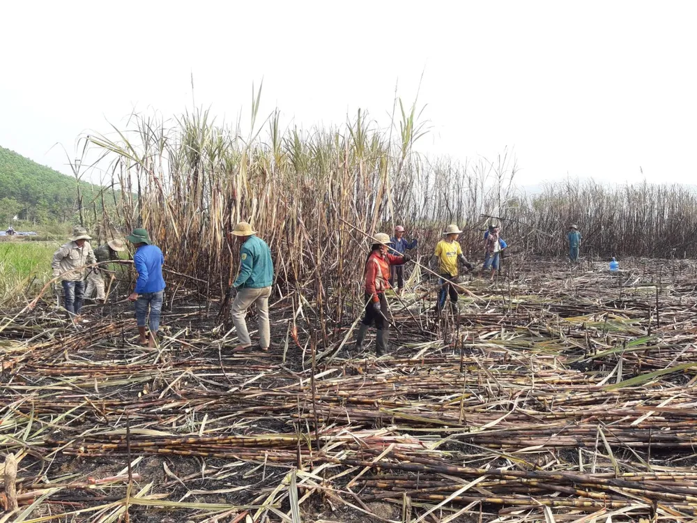 Thanh niên giúp dân thu hoạch mía bị lửa thiêu rụi  ảnh 4 Thanh niên giúp dân thu hoạch mía bị lửa thiêu rụi  ảnh 4