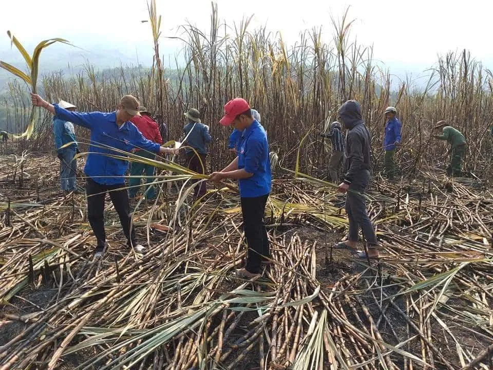 Thanh niên giúp dân thu hoạch mía bị lửa thiêu rụi  ảnh 3 Thanh niên giúp dân thu hoạch mía bị lửa thiêu rụi  ảnh 3