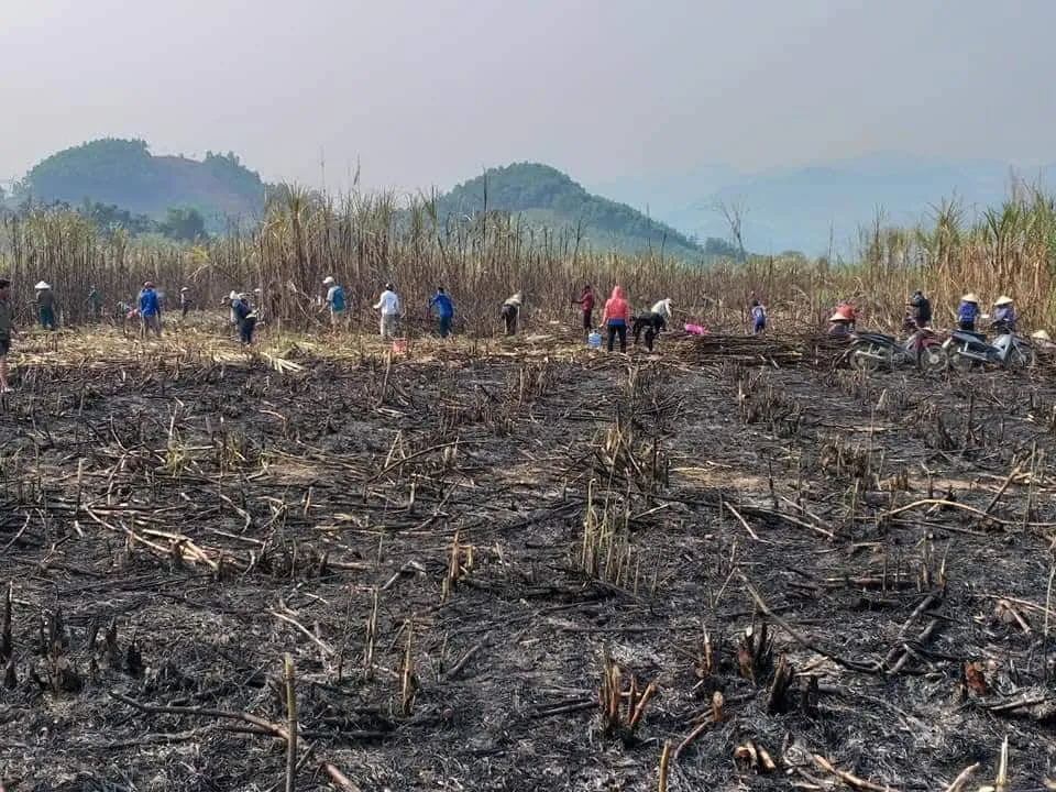 Thanh niên giúp dân thu hoạch mía bị lửa thiêu rụi  ảnh 2 Thanh niên giúp dân thu hoạch mía bị lửa thiêu rụi  ảnh 2