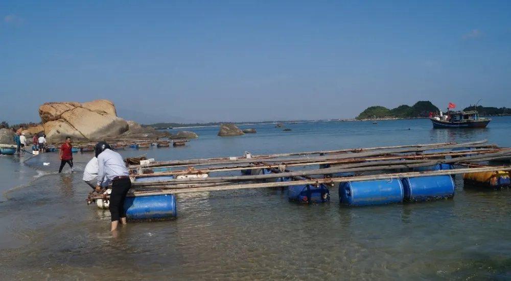Quảng Ngãi: Tháo dỡ lồng bè, chấm dứt nuôi cá trong vùng biển Dung Quất ảnh 2