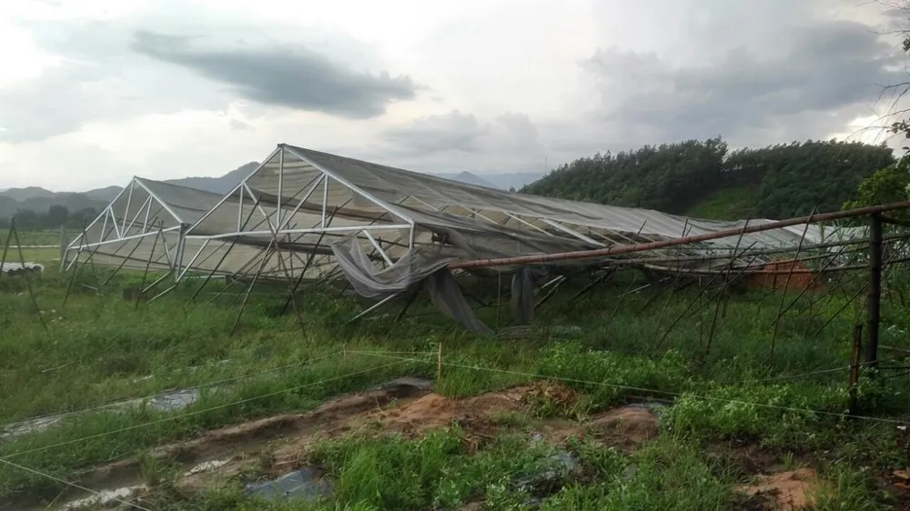 Lốc xoáy cuốn đổ sập hàng chục ngôi nhà ở Quảng Ngãi ảnh 6