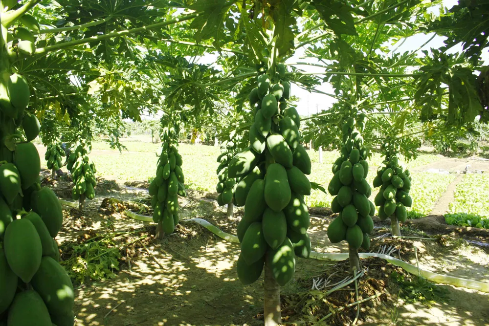Vườn đu đủ xanh trĩu trái ở Quảng Ngãi ảnh 3