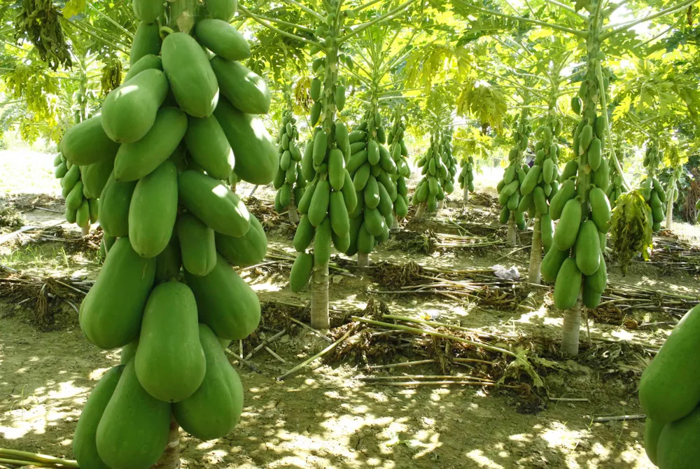 Vườn đu đủ xanh trĩu trái ở Quảng Ngãi ảnh 1