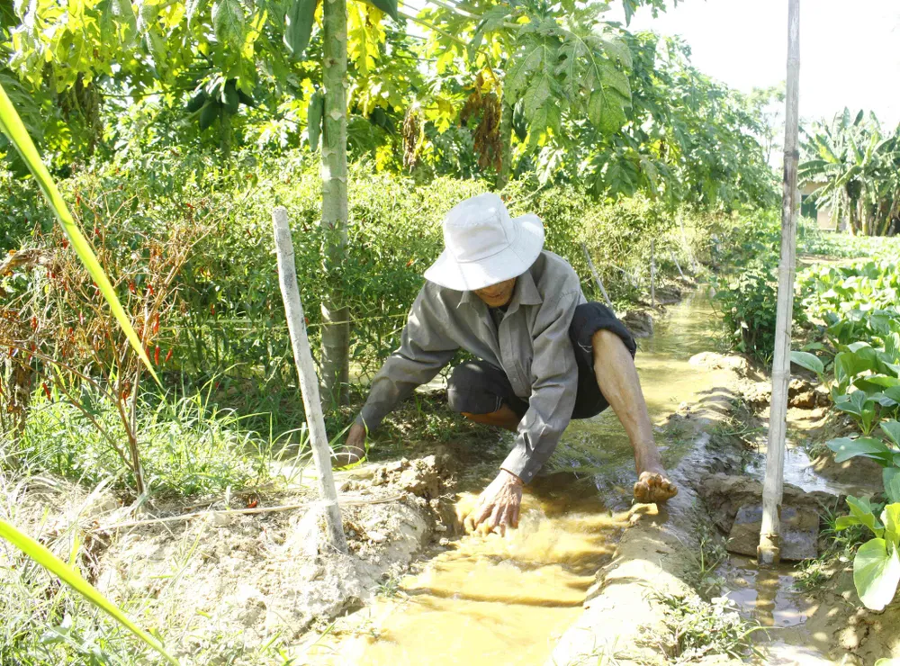 Vườn đu đủ xanh trĩu trái ở Quảng Ngãi ảnh 7