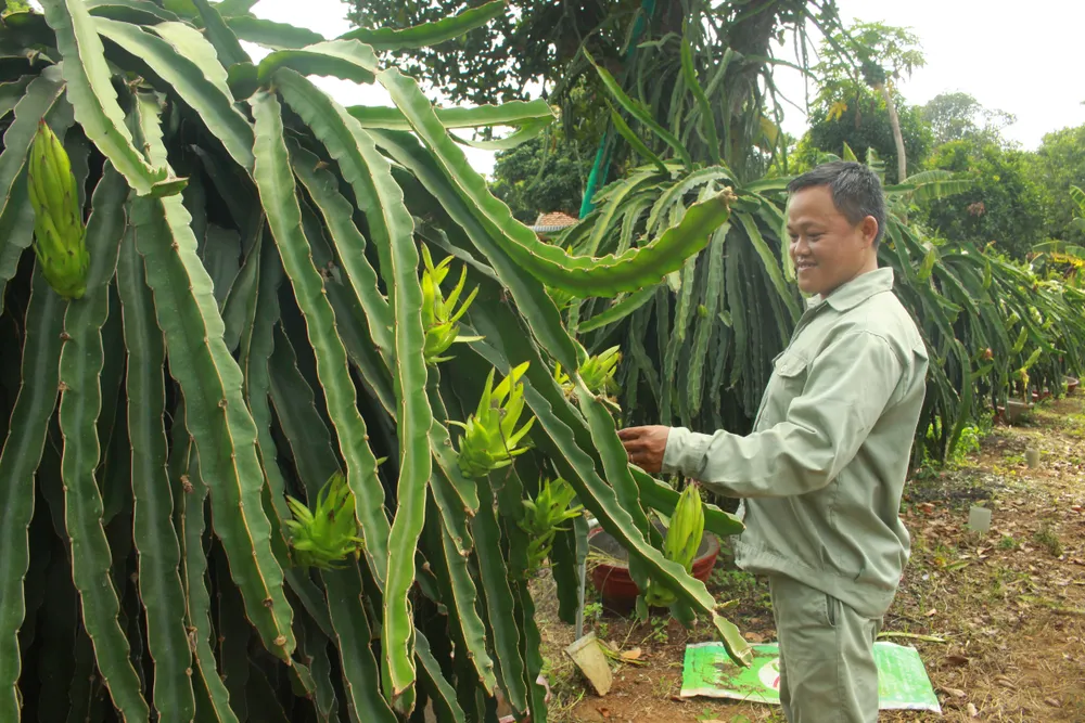 Nông dân Quảng Ngãi cải tiến thành công bộ tưới nước tự động 3 trong 1 ảnh 3