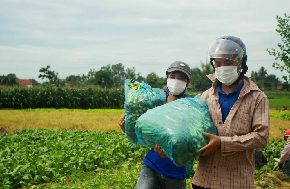 Nông dân hái rau hỗ trợ các khu cách ly ở Quảng Ngãi  ảnh 11