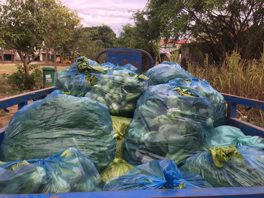 Nông dân hái rau hỗ trợ các khu cách ly ở Quảng Ngãi  ảnh 12