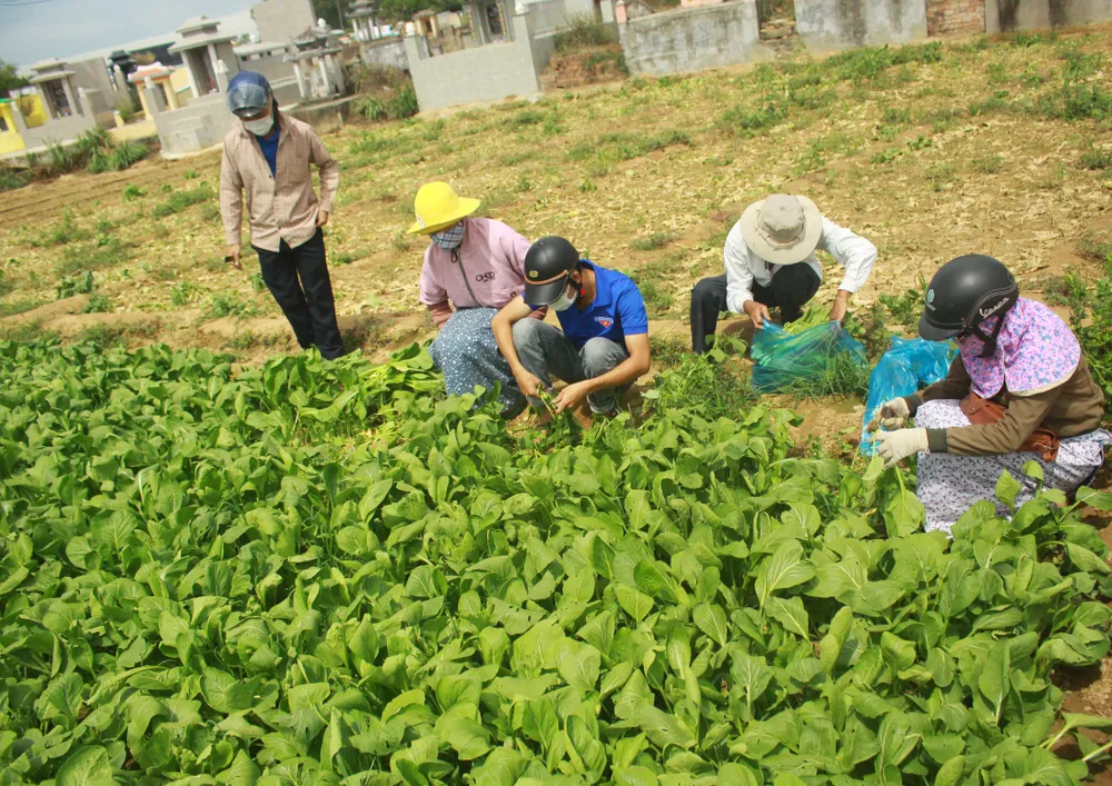 Nông dân hái rau hỗ trợ các khu cách ly ở Quảng Ngãi  ảnh 7