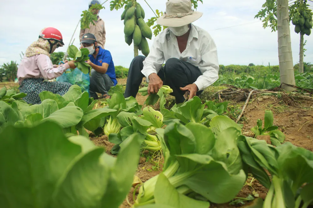 Nông dân hái rau hỗ trợ các khu cách ly ở Quảng Ngãi  ảnh 6