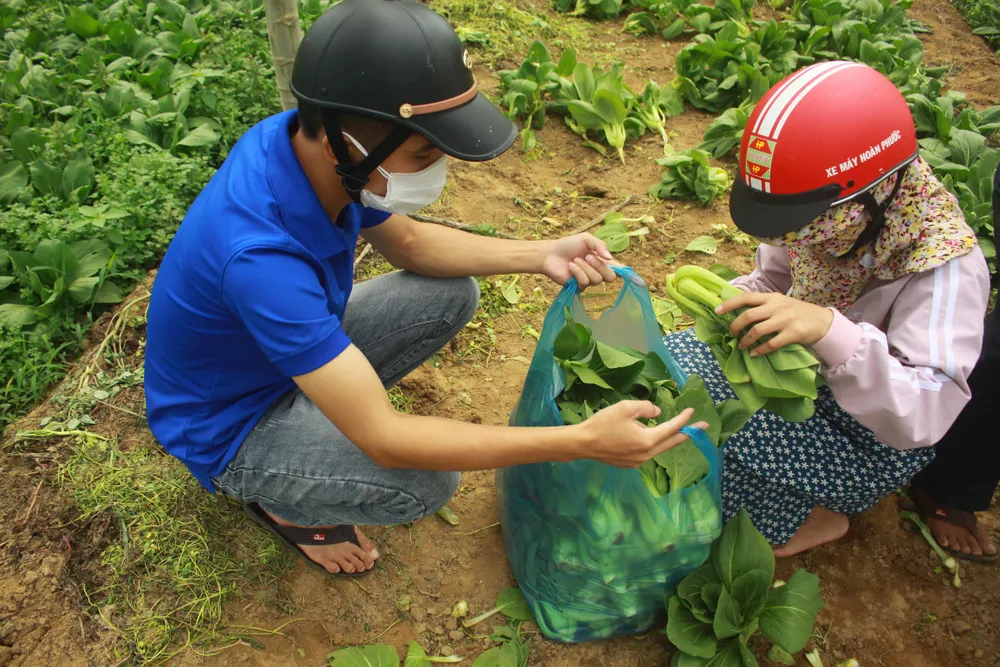 Nông dân hái rau hỗ trợ các khu cách ly ở Quảng Ngãi  ảnh 8