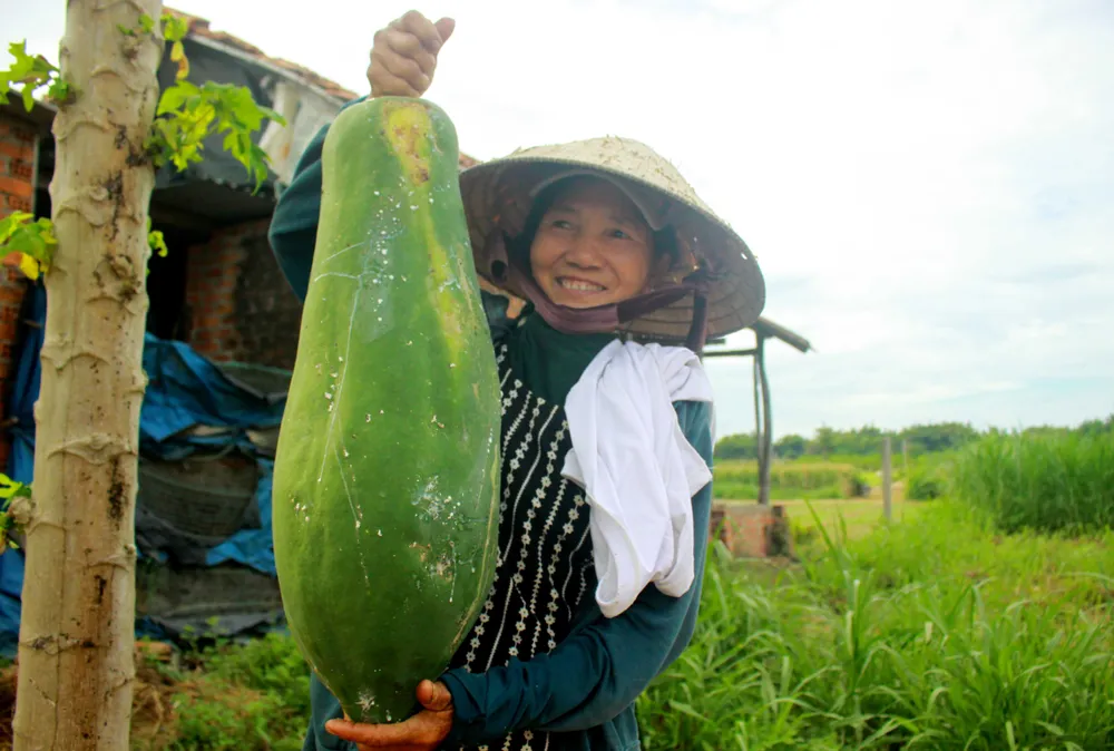 Nông dân hái rau hỗ trợ các khu cách ly ở Quảng Ngãi  ảnh 5