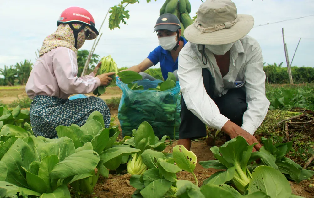 Nông dân hái rau hỗ trợ các khu cách ly ở Quảng Ngãi  ảnh 2