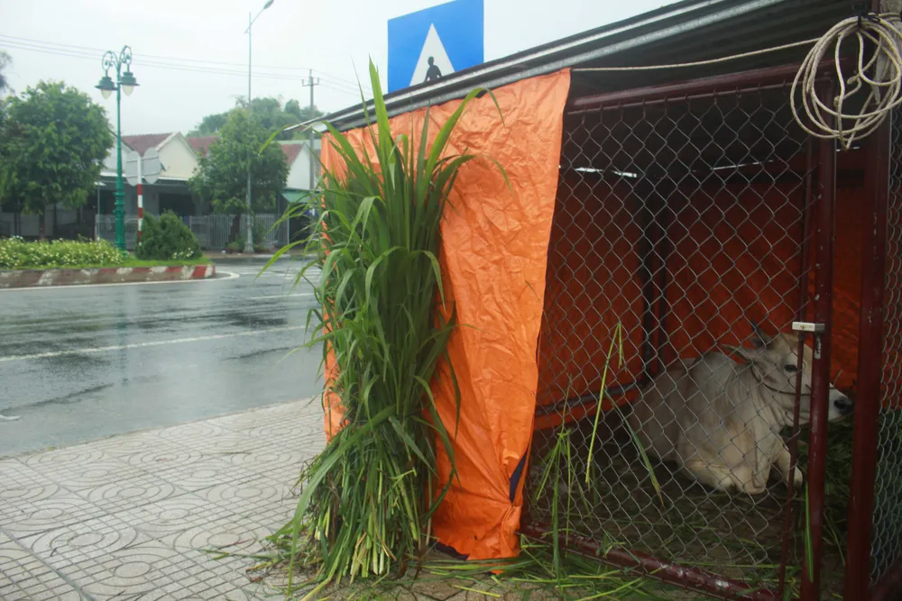 Hàng trăm hecta nông nghiệp và thủy sản tại Quảng Ngãi bị thiệt hại, lũ đang rút ảnh 4