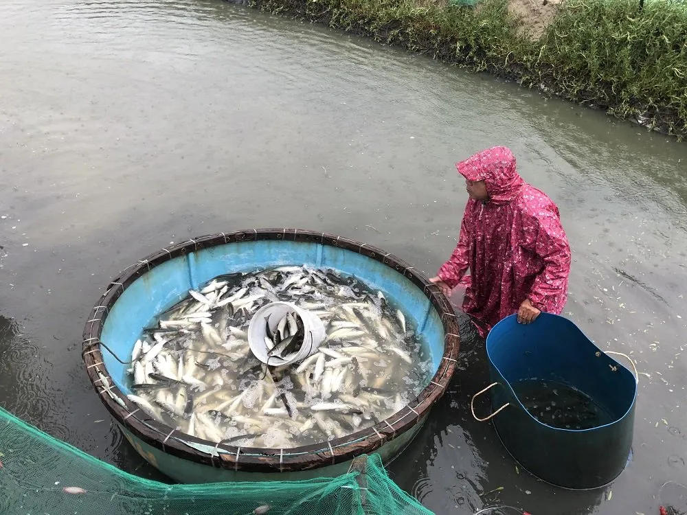 Quảng Ngãi: Cứu hộ tàu cá bị phá nước thả trôi trên biển ảnh 6