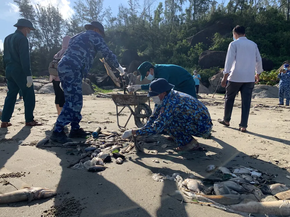 Quảng Ngãi: Chôn lấp hơn 5 tấn cá nuôi lồng bè bị chết sau bão số 5 ảnh 6