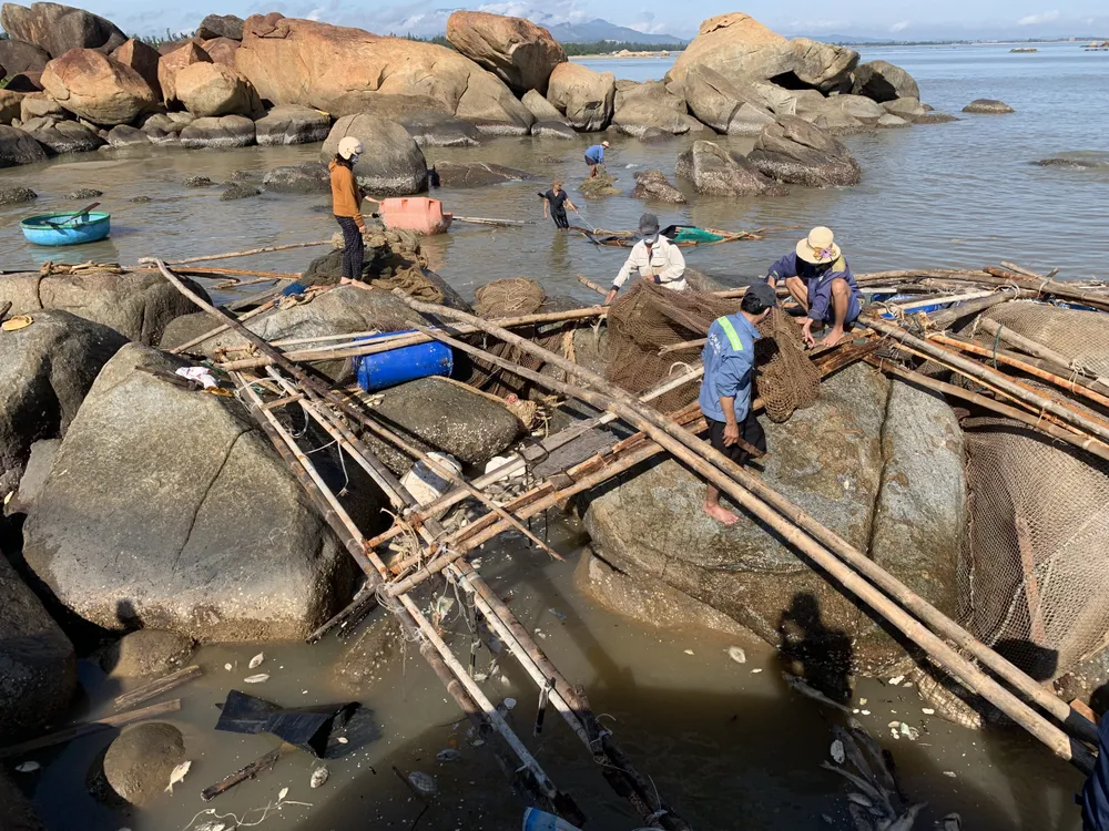 Quảng Ngãi: Chôn lấp hơn 5 tấn cá nuôi lồng bè bị chết sau bão số 5 ảnh 3