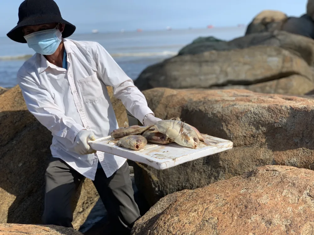 Quảng Ngãi: Chôn lấp hơn 5 tấn cá nuôi lồng bè bị chết sau bão số 5 ảnh 10