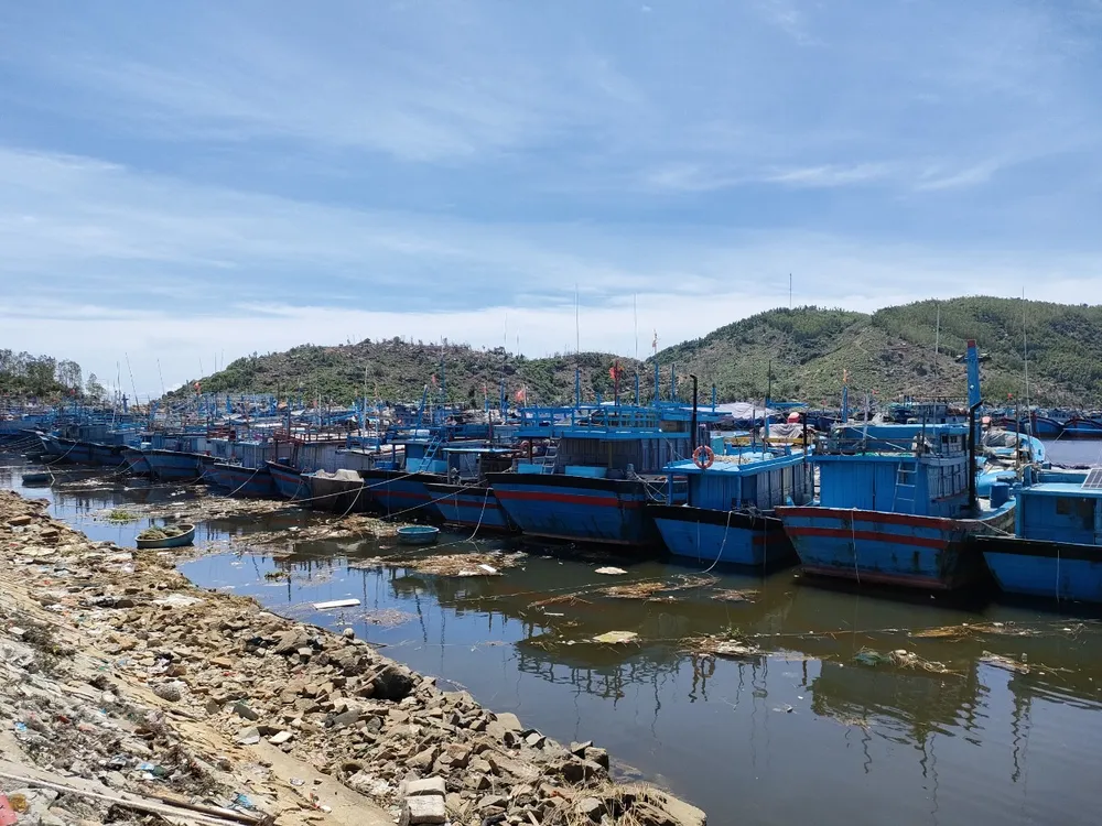 Quảng Ngãi tạm dừng 2 cảng cá, 290 tấn hải sản ứ đọng, đang hư hỏng, bốc mùi ảnh 1
