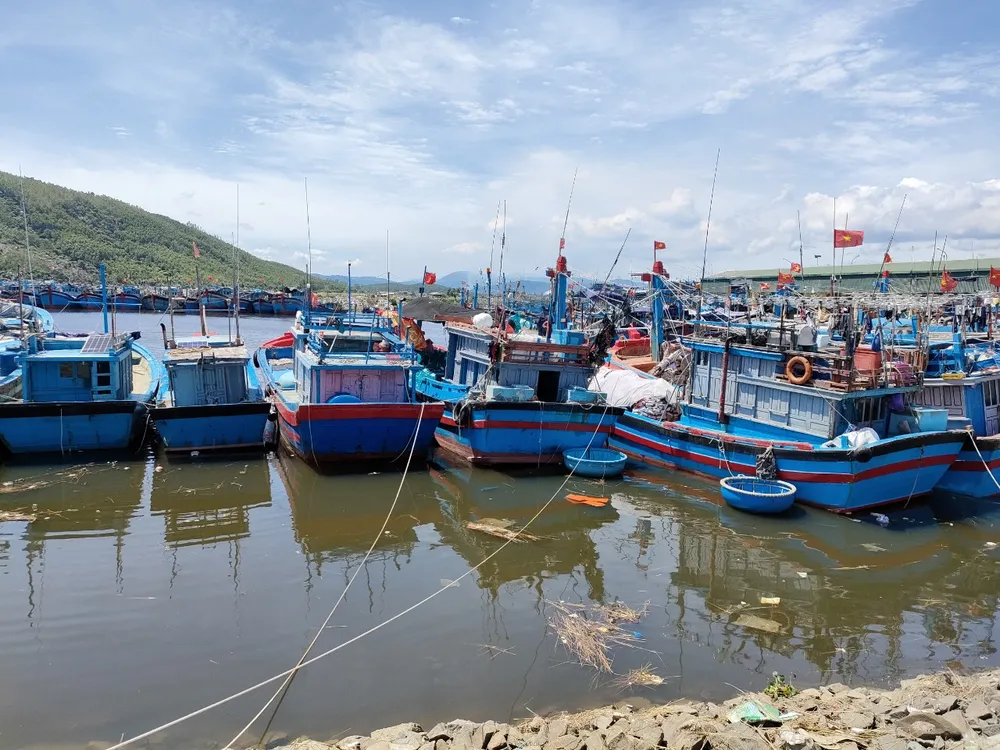 Quảng Ngãi cho phép cảng cá nhà nước hoạt động để giải quyết tồn đọng hải sản ảnh 1 Quảng Ngãi cho phép cảng cá nhà nước hoạt động để giải quyết tồn đọng hải sản ảnh 1