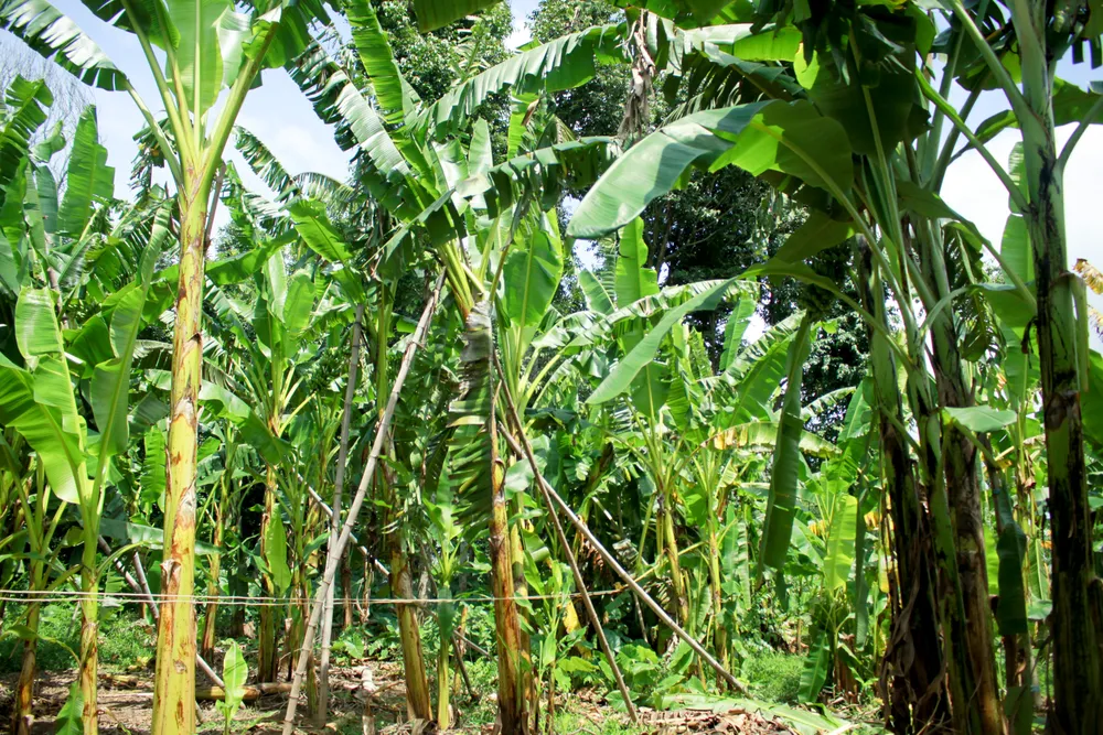 Quảng Ngãi: Người dân chống gãy đổ chuối khi vào mùa mưa bão ảnh 7