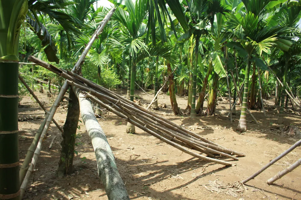 Quảng Ngãi: Người dân chống gãy đổ chuối khi vào mùa mưa bão ảnh 3