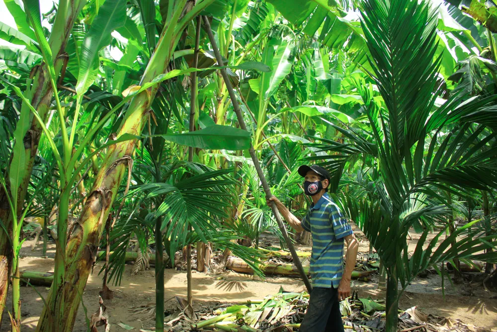 Quảng Ngãi: Người dân chống gãy đổ chuối khi vào mùa mưa bão ảnh 5