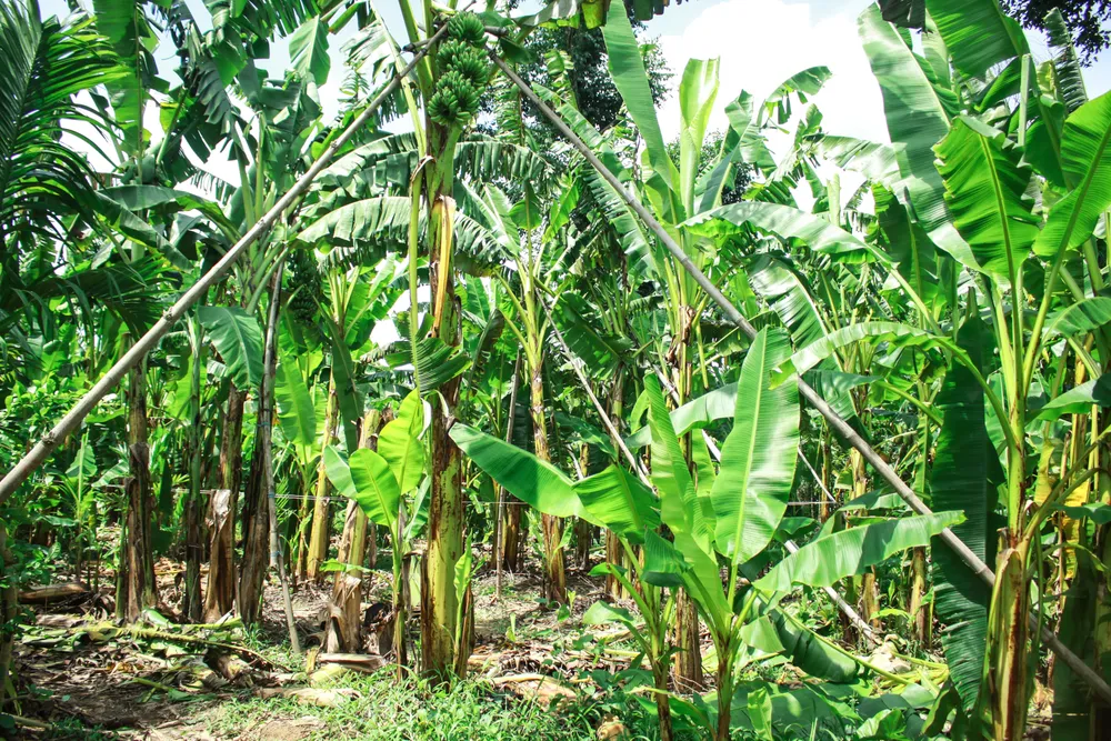 Quảng Ngãi: Người dân chống gãy đổ chuối khi vào mùa mưa bão ảnh 6