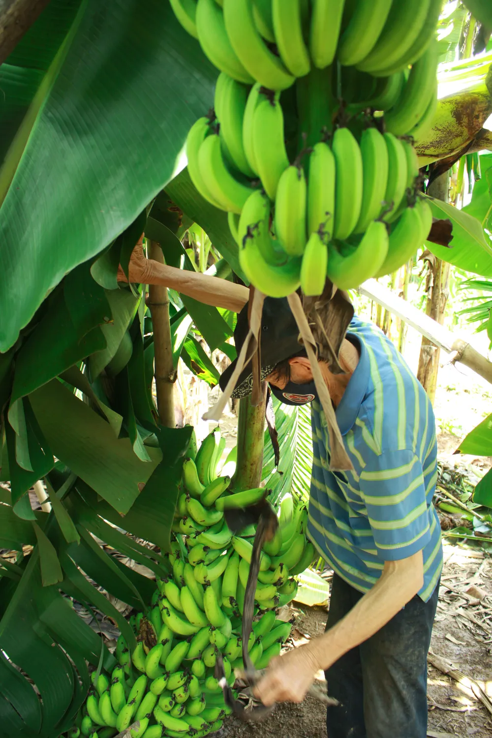 Quảng Ngãi: Người dân chống gãy đổ chuối khi vào mùa mưa bão ảnh 9