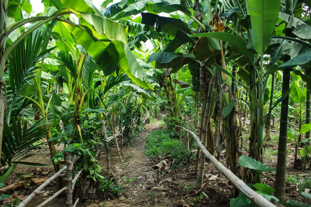 Quảng Ngãi: Người dân chống gãy đổ chuối khi vào mùa mưa bão ảnh 2