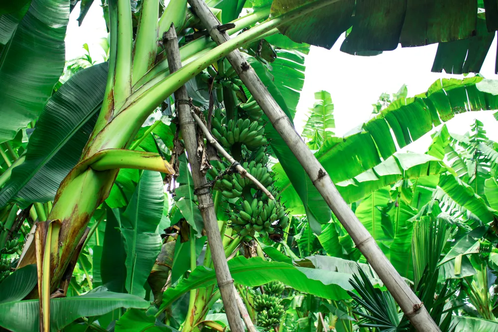 Quảng Ngãi: Người dân chống gãy đổ chuối khi vào mùa mưa bão ảnh 1