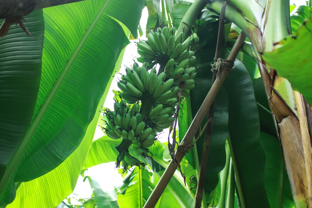 Quảng Ngãi: Người dân chống gãy đổ chuối khi vào mùa mưa bão ảnh 4