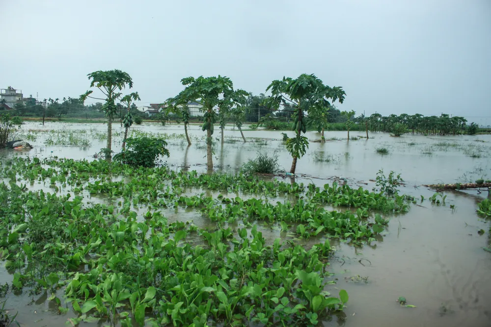 Quảng Ngãi: Mưa lớn, nhiều diện tích rau màu bị ngập úng ảnh 1