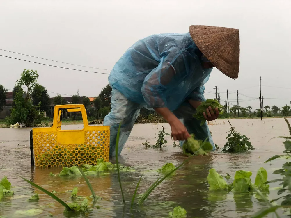 Quảng Ngãi: Mưa lớn, nhiều diện tích rau màu bị ngập úng ảnh 2
